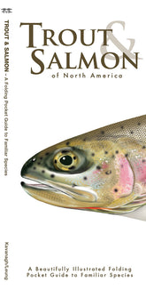 Trout & Salmon of North America